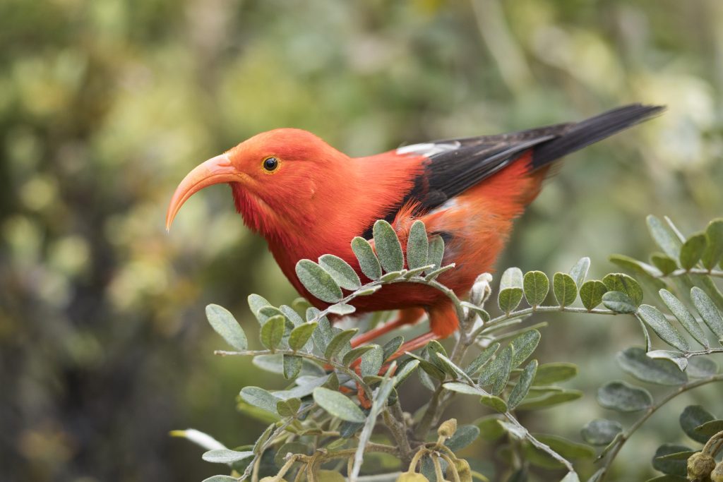 ʻIʻiwi