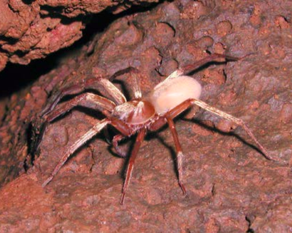 Kauai Cave Spider Gordon Smith FWS