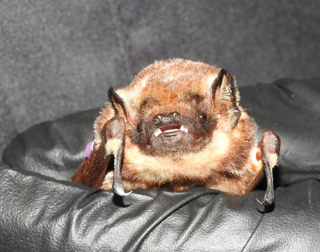ʻŌpeʻapeʻa