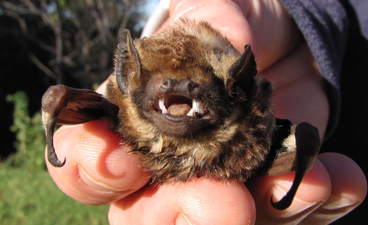 ʻŌpeʻapeʻa