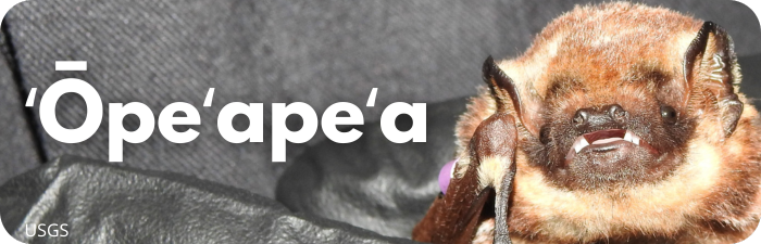 ʻŌpeʻapeʻa