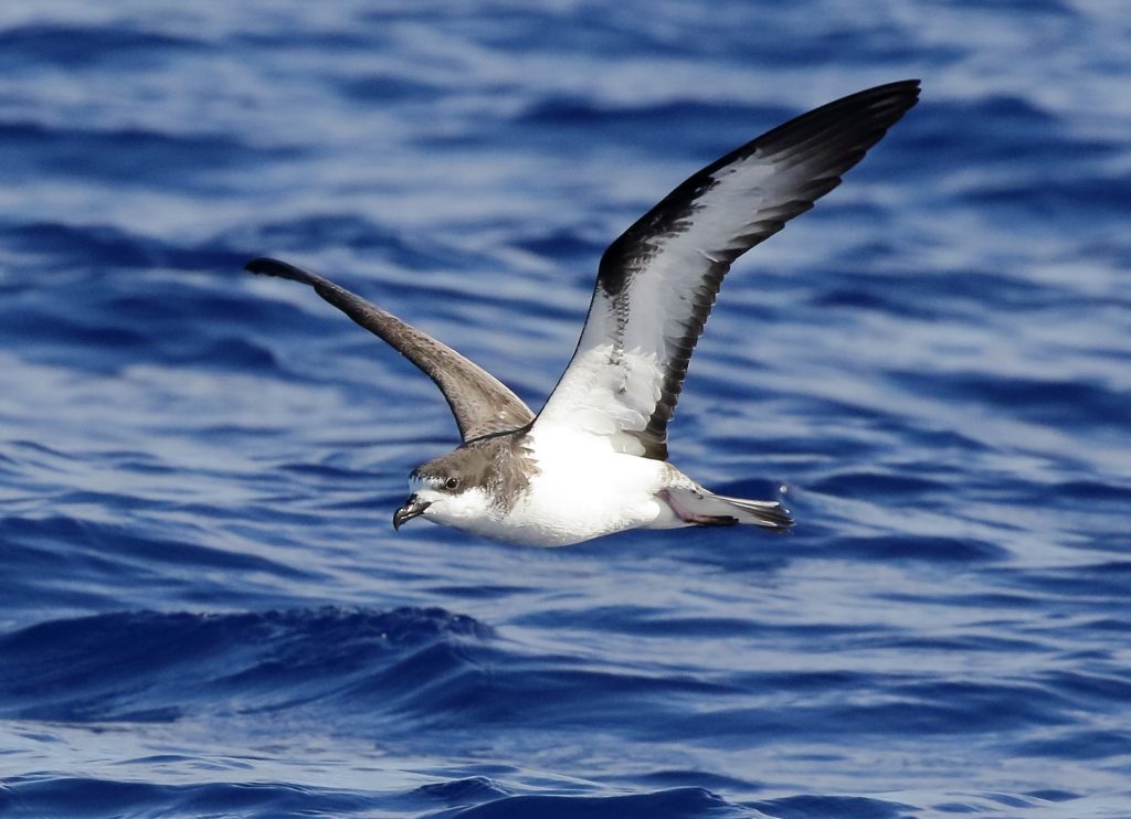 ʻUaʻu