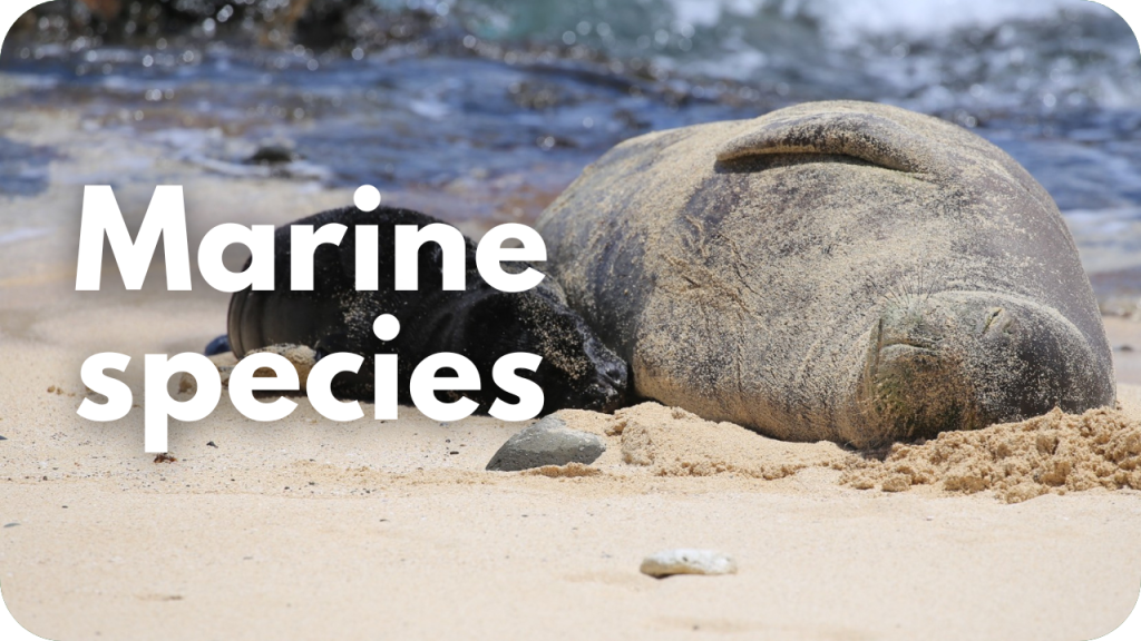 Marine Species
