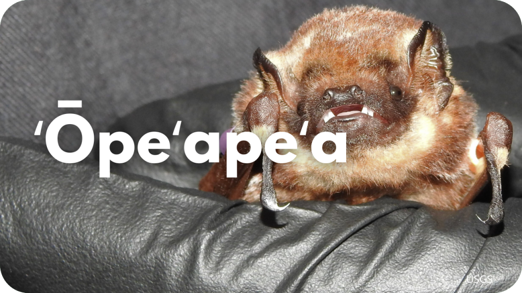 ʻŌpeʻapeʻa