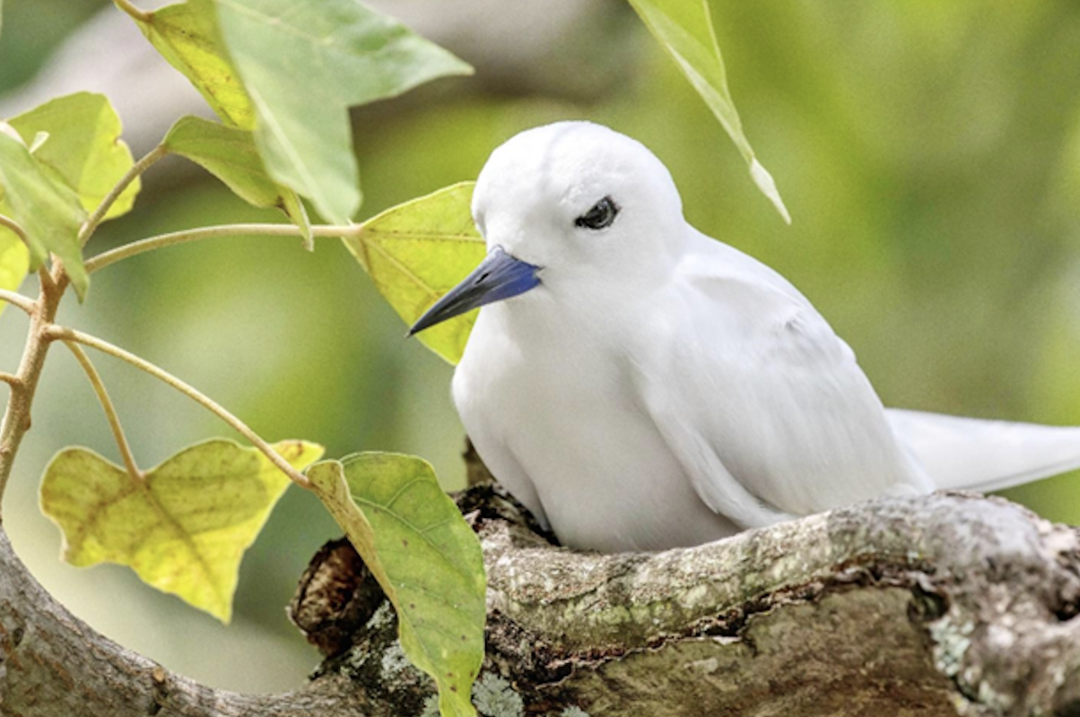 Manu o Ku by Rich Downs