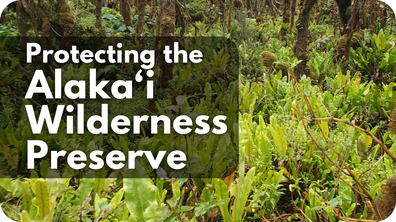 Protecting the Alakaʻi Wilderness Preserve