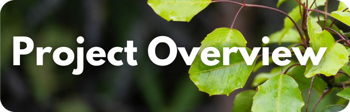 Project Overview