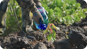 Water is poured onto a young tree