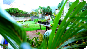 Potted trees are tended on a table