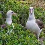 Albatross pair
