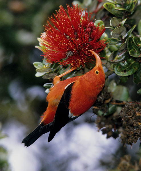 hawaii flora and fauna