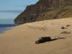 Monk seal at MIlolii