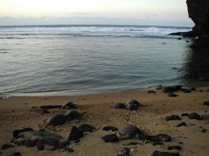 Sea turtles on beach