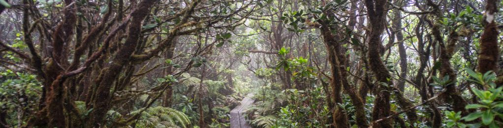 Alakai swamp trail