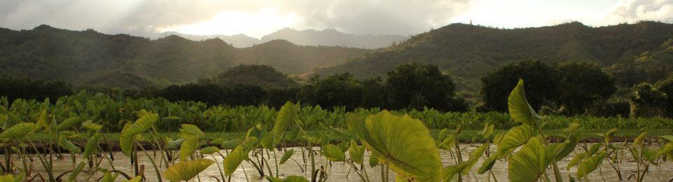 Kahana Valley loi view