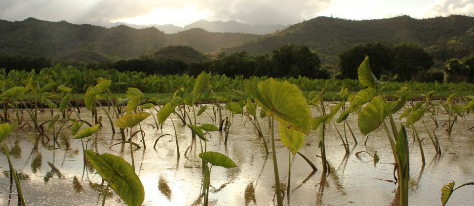 Kahana Valley loi view