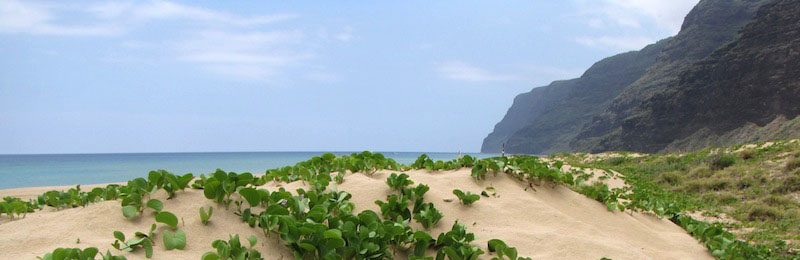 Polihale beach with sand and green leaves growing