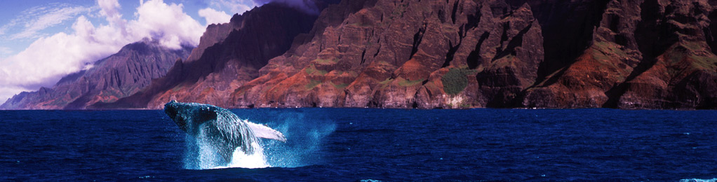 Whale breaching near Napali shore