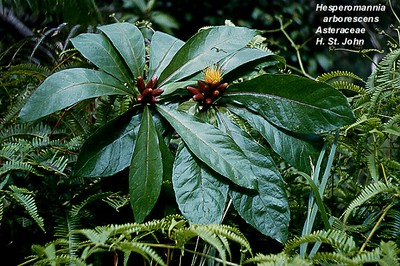 West Maui Hesperomannia arborescens