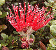 About Watersheds Lehua