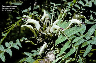 Cyanea grimesiana ssp obatae
