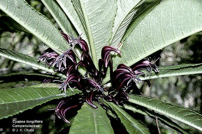 Cyanea longiflora