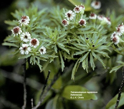 Tetramolopium lepidotum ssp lepidotum