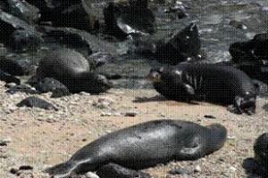 monk seals kaena 2