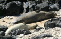 monk seals kaena