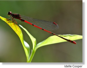 Kaluanui_Megalagrion hawaiiense_Idelle Cooper