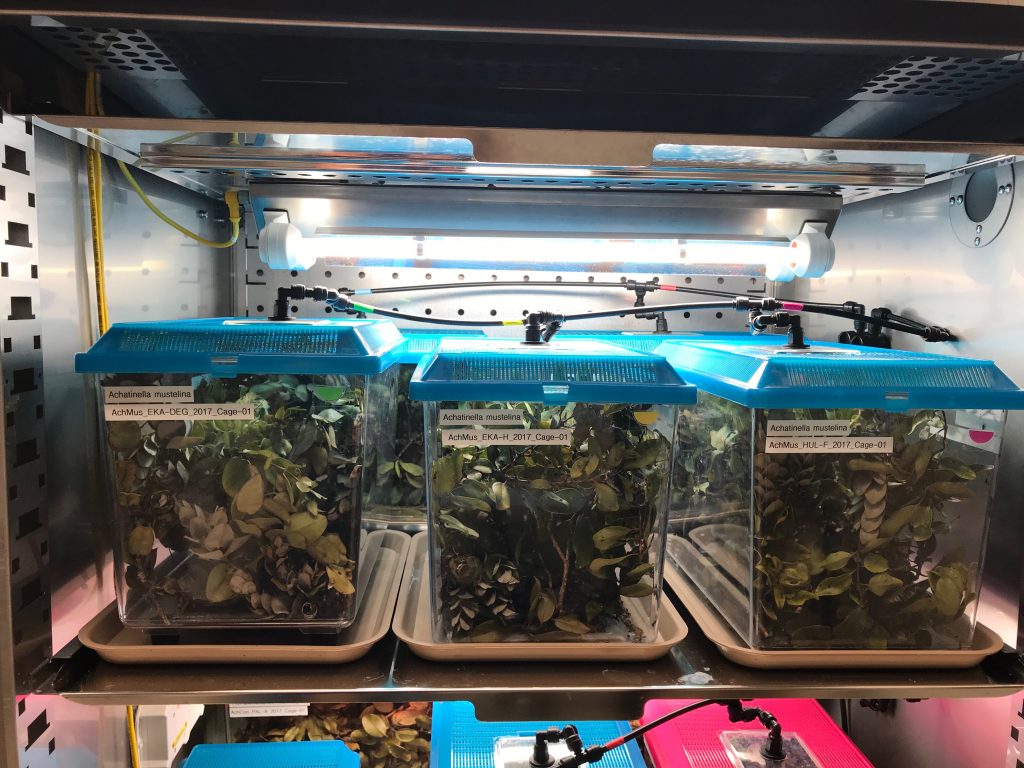 Row of terrariums housing snails in a chamber at the captive rearing facility.