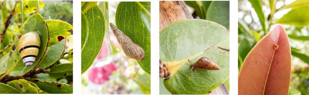 A collage of tree snails part of the Achatinellidae family.