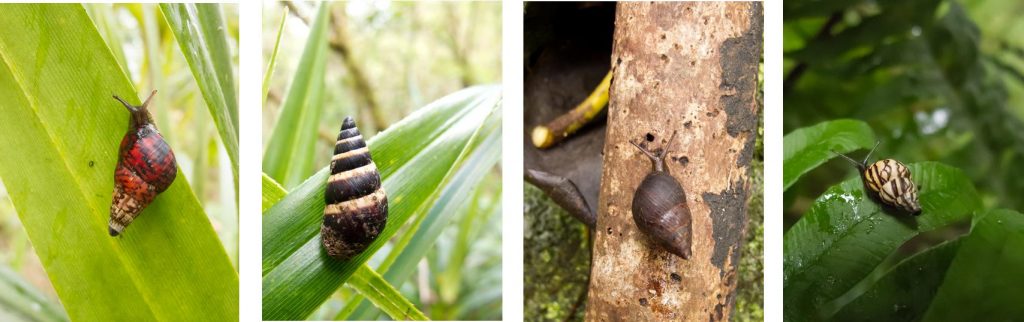 A collage of terrestrial snails that are members of the Amastridae family including: Laminella sanguinea, Amastra spirizona, Amastra intermedia and Laminella aspera.