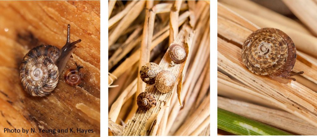 A collage of terrestrial snails part of the endodontidae family.