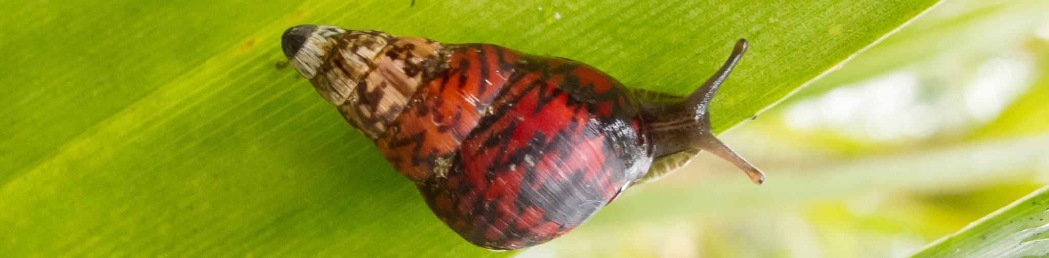 Division of Forestry and Wildlife Native Ecosystems Protection