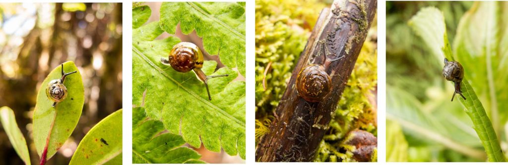 A collage of Hawaiian terrestrial snails part of the Euconulidae family.