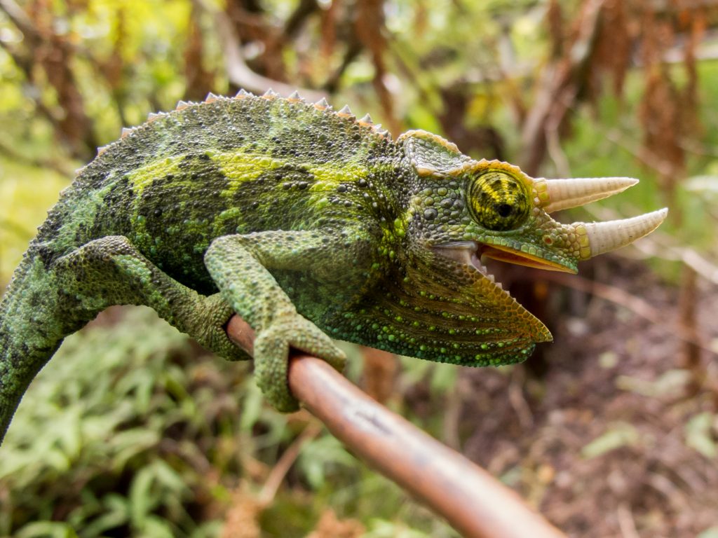 Jackson's Chameleon, invasive predator of Hawaiian snails