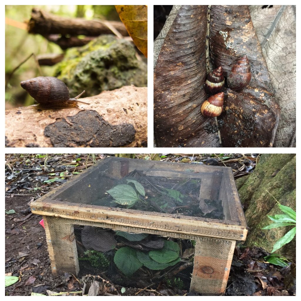 Amastra intermedia and the soft release cage used to monitor the population.