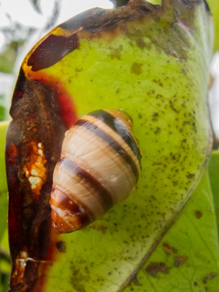 Division of Forestry and Wildlife Native Ecosystems Protection