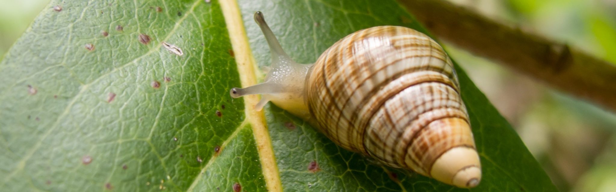 Division of Forestry and Wildlife Native Ecosystems Protection