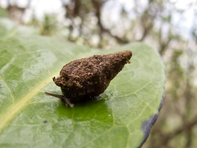 Laminella sanguinea