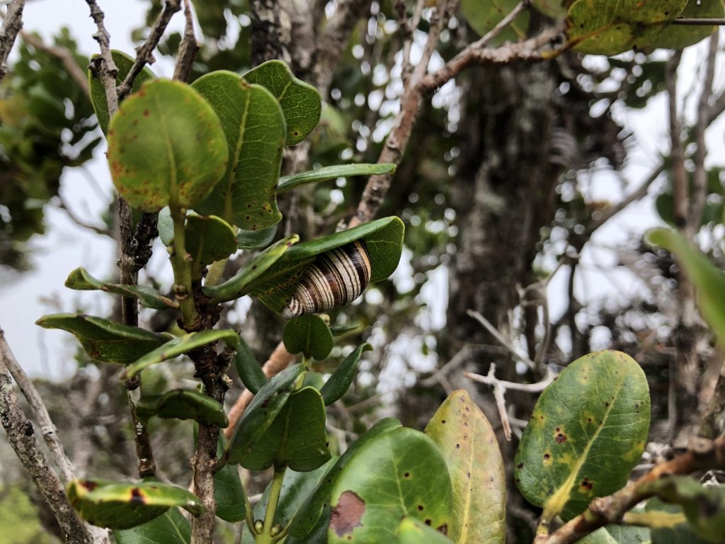 Partulina splendida estivating on an ohia leaf
