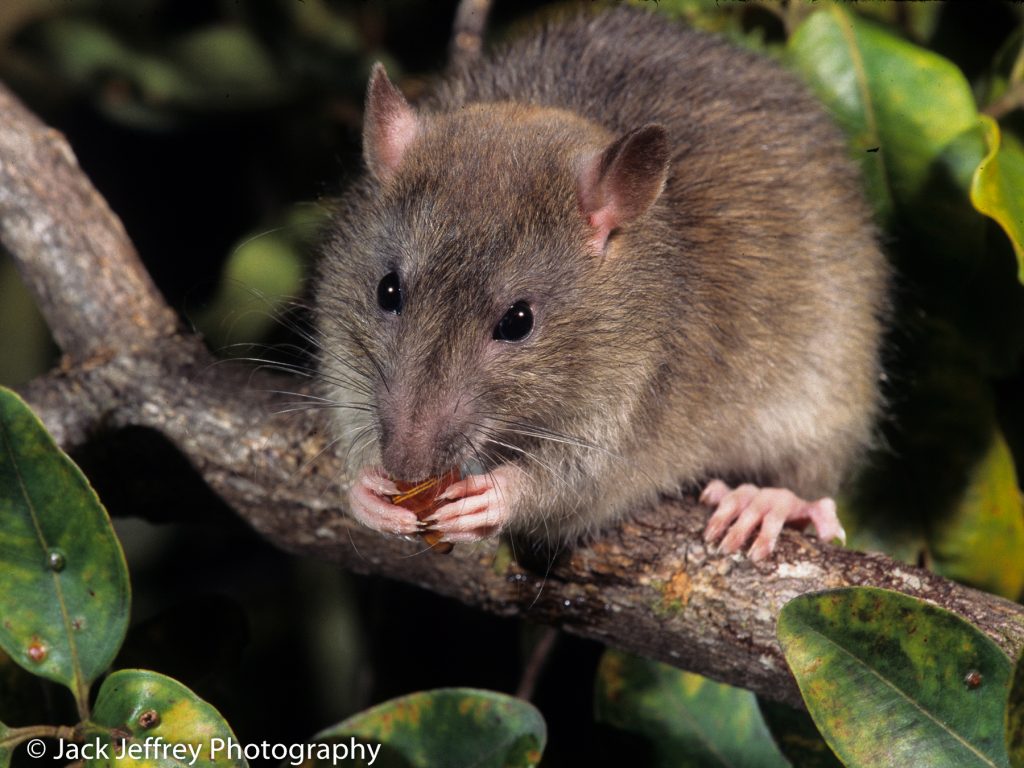 Rat eating an Achatinella spp.