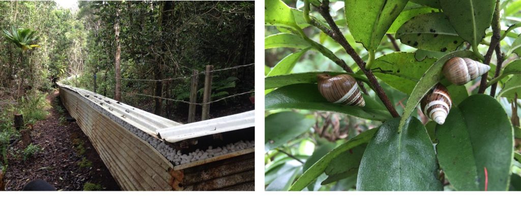 First exclosure built for Achatinella and the habitants of the exclosure Achatinella mustelina.