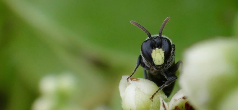 An image of a Yellow-faced Bee