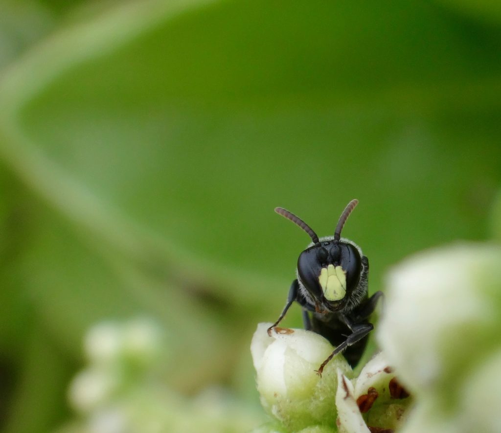 An image of a yellow-faced bee