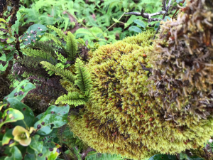 An image of moss