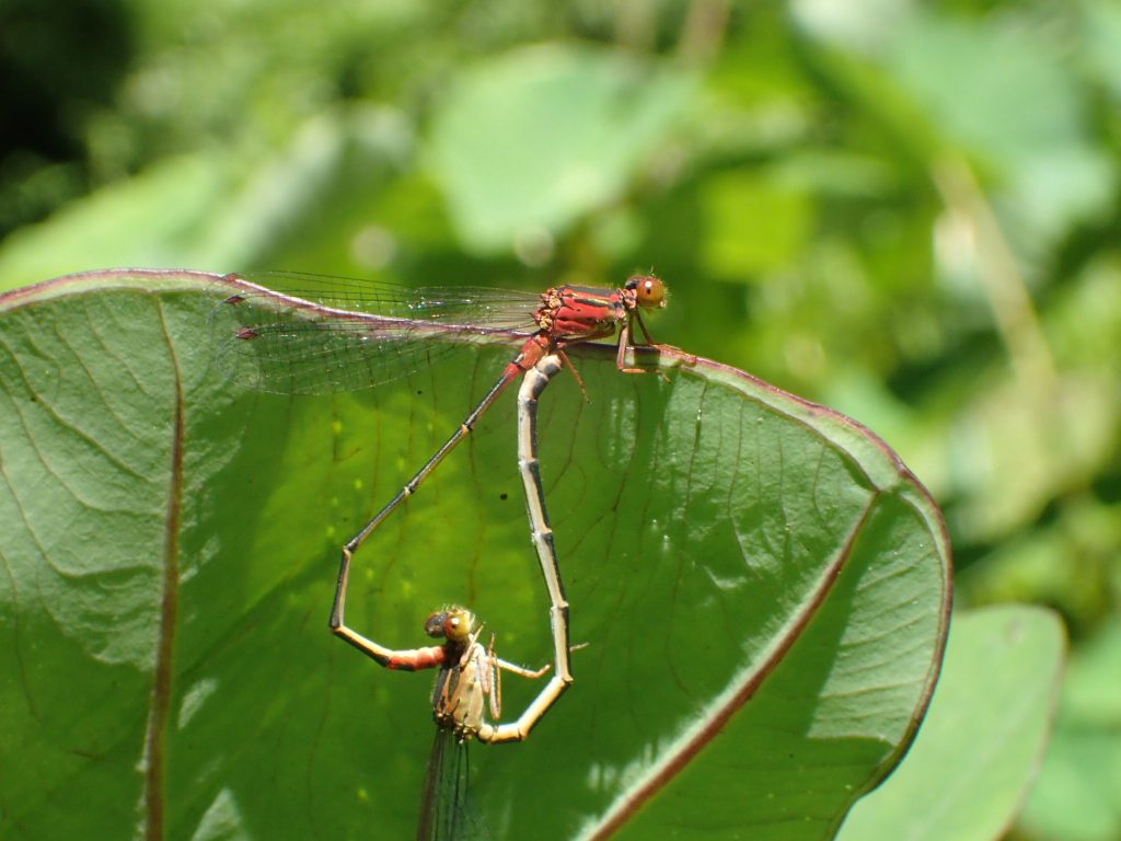 An image of a native damselfly