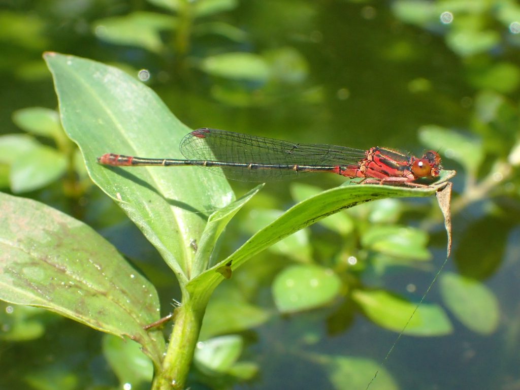 An image of a native damselfly