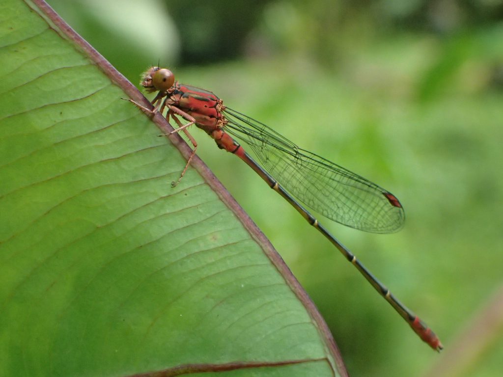 An image of a native damselfly